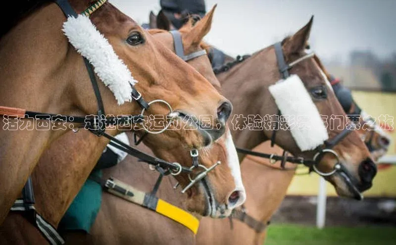 活力西安：走进西安运动公园，体验精彩赛事门票之旅